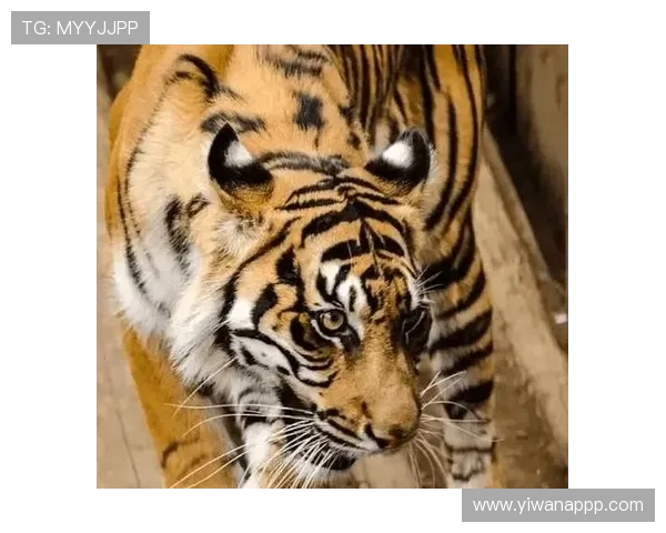 bifa888老虎游戏攻略：如何在娱乐中赢得更多奖励